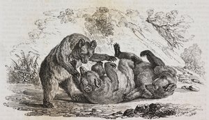 Asturias Ayıları, İspanya, Poliorama Pittoresco'dan Salvatore Puglia tarafından litografi, n 9, Ekim 7 by Salvatore Puglia