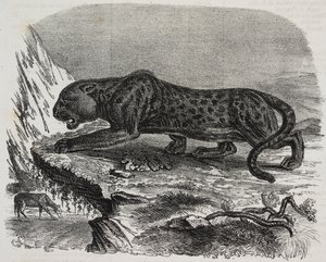 Jardin des Plantes'de Kara Panter, Paris botanik bahçesi, Fransa, Poliorama Pittoresco'dan Salvatore Puglia'nın litografisi, sayı 26, 4 Şubat