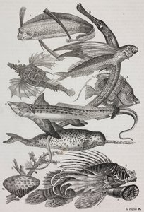 Okyanus canlıları: 1 Dattiloftera, 2 Syngnathus, 3 Pegasus, 4 Trachypterus, 5 Chaetodon, 6 Tavşan balığı, 7 Unicorn (narwhal), 8 Flying Pteroids, 9 Attinia by Salvatore Puglia