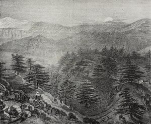 Lübnan Dağı'nın ünlü sedirleriyle görünümü, Lübnan, Poliorama Pittoresco'dan Salvatore Puglia'nın litografisi, n 10, 15 Ekim by Salvatore Puglia
