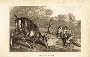Bir geyik, Cervus elaphus ve bir kar leoparı, Panthera uncia arasındaki karşılaşma