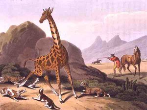 Edward Orme tarafından yayınlanan Matthew Dubourg (fl.1785-1820) tarafından oyulmuş Camelopard Avı