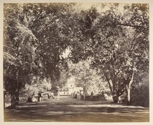 Tanjore yakınlarındaki bir ağaç kemeri by Samuel Bourne