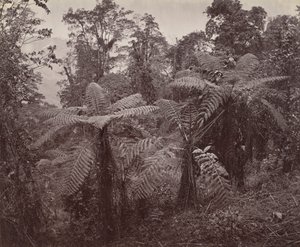 Darjeeling, Lebong'daki Ağaç Eğreltiotları Grubu by Samuel Bourne