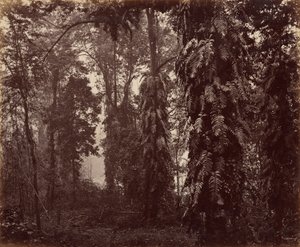  by Samuel Bourne