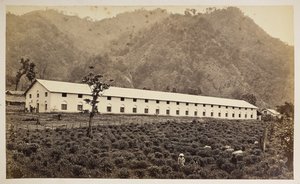 Selim Tea Estate, Darjeeling, yeni fabrika, alt bölüm,  