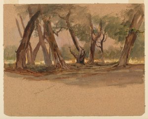 Selvi Ağaçları, Chapultepec, Meksika by Samuel Colman