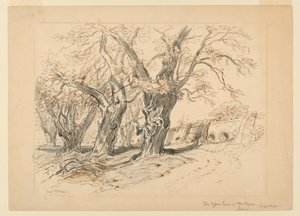 Çizim, Montezuma Servi Ağaçları Çalışması, Chapultepec Parkı, Meksika by Samuel Colman