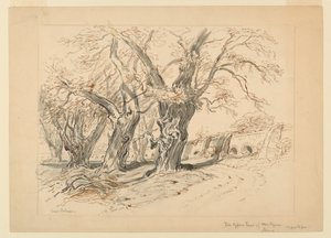 Montezuma'nın Selvi Ağaçları için Çalışma, Chapultepec Parkı, Meksika by Samuel Colman