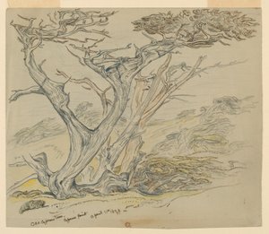 Yaşlı Selvi Ağaçlarının İncelenmesi, Cypress Point by Samuel Colman