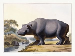 Su aygırı, 1804 by Samuel Daniell