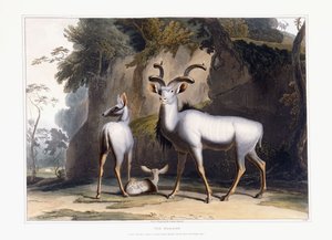Koodoo, 1804 by Samuel Daniell