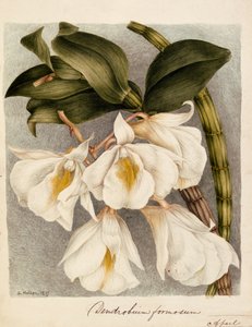 Dendrobium Formosum, c.1839 (suluboya) by Samuel Holden