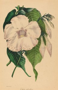Muz splendens by Samuel Holden