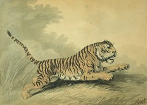 Sağa sıçrayan bir Kaplan, 1807