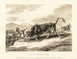 Bir boğa, tarlada bir köpeği boğazlayarak öldürür. 1811 (gravür) by Samuel Howitt