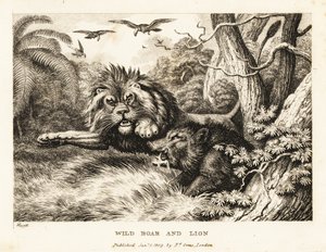 Akbabalar yukarıda daire çizerken bir aslan ve yaban domuzu kavgası. 1811 (gravür)