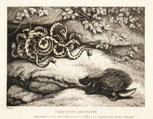 Bir kirpinin keskin tüyleri, bir mağara 1811