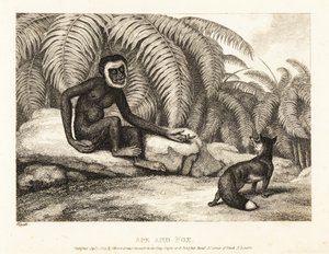 Kuyruksuz bir maymun, kuyruğunun bir kısmını tilkiden ister. Maymun ve tilki. 1811 (gravür)