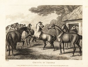 Genç bir tay ahırlarda isyan çıkarmaya çalışır. 1811 (gravür) by Samuel Howitt