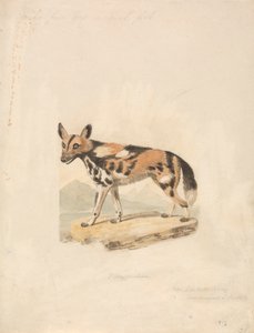Habeş Köpeği