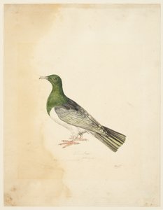 Kuş - Columba, c.1765-22 (grafit, kalem ve gri mürekkep ve dokuma kağıt üzerine sulu boya) by Samuel Howitt