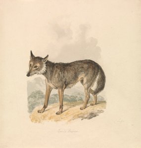 Canis Lupus veya Gri Kurt by Samuel Howitt