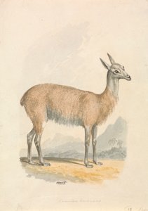 aramalar by Samuel Howitt