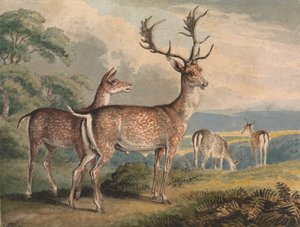 Geyik, Doe ve Fawns by Samuel Howitt