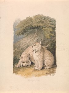 Hayattan Kanada Lynx by Samuel Howitt