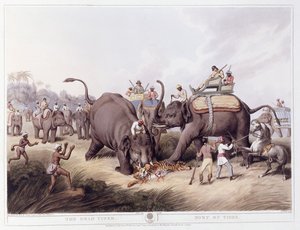 Ölü Kaplan; Kaplanın Ölümü, 1807