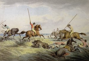 Hog Chase - The Kill, 