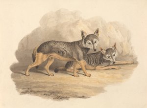 iki sırtlan by Samuel Howitt