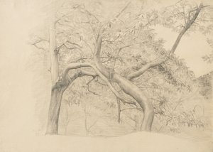 Yeşillik içinde bir ağaç çalılığı, 1884 (devetüyü serilmiş kağıt üzerine grafit)