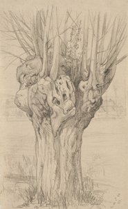 Boğumlu ağaç, 1884 (devetüyü serilmiş kağıt üzerine grafit)