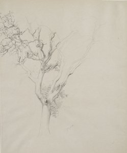Ağaç çalışması, 1884 (gri dokuma kağıt üzerinde grafit)