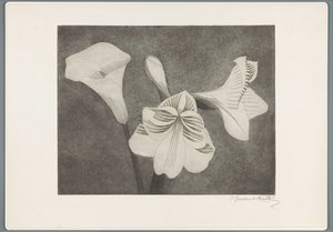 Amaryllis ve Aaron'ın Kupası by Samuel Jessurun de Mesquita (signed by artist)