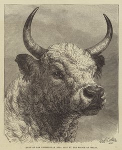 Galler Prensi tarafından vurulan Chillingham Bull Başkanı