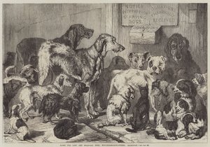 Kayıp ve Açlıktan Ölen Köpekler Evi, Hollingsworth-Street, Islington