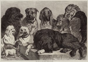 Crystal Palace Dog Show'da Ödül Köpekleri
