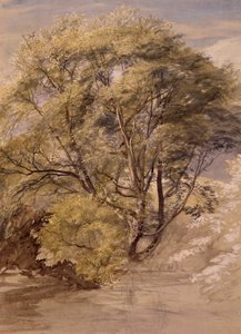 Bir Söğüt Ağacının İncelenmesi, 1850 dolayları (kağıt üzerine suluboya) by Samuel Palmer