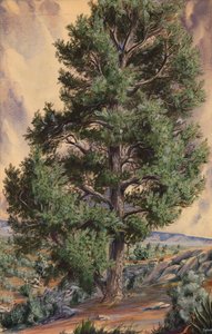 Çam Ağacı, n.d. by Sandow