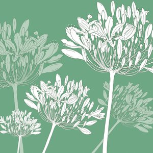 Agapanthus meltemi, 2005 (dijital) by Sarah Hough