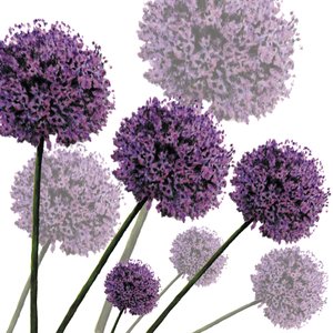 Allium Fernandez, 2004 (dijital) by Sarah Hough