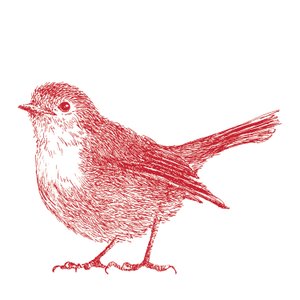 Robin, 2017 by Sarah Hough