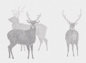 Sika Geyiği, 2017 by Sarah Hough