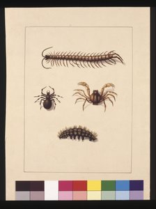 Sayfa 11. Yeni Güney Galler Böcekleri. Şimdi Ortak kırkayak olarak bilinir, Örümcek cinsi Isopeda, Asker Yengeç, Tırtıl, c.1789-90 (suluboya)