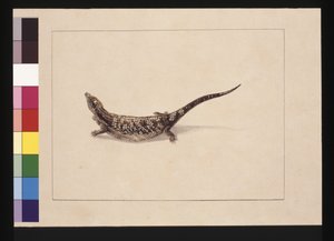 Sayfa 12. Bilim veya Deri Biçimli Kertenkele. Şimdi Mavi dilli kertenkele olarak bilinir, c.1789-90 (suluboya)