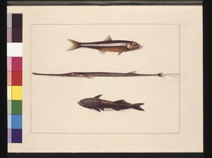 Sayfa 13. Catherine, Tütün, Pipo Balığı, Remora Balığı. Şimdi Hamsi, Flüt Ağız ve Emici balık olarak bilinir, c.1789-90 (suluboya)