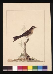 Sayfa 14. Sararmış kulaklı Sinekkapan. Şimdi Sarı Yüzlü Bal Yiyen olarak bilinir, c.1789-90 (suluboya) by Sarah Stone